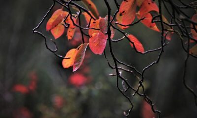 SECはXRP保有者の請願を却下する申立てを提出します