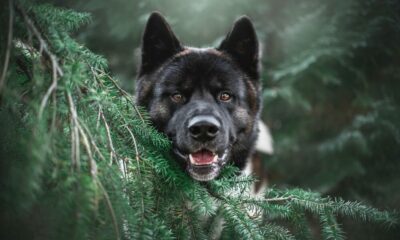 Dogecoinには多くのユースケースがなく、おそらくそれは問題ありません