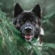 Dogecoinには多くのユースケースがなく、おそらくそれは問題ありません