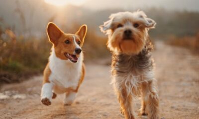 この暗号は24時間で84％上昇しましたが、なぜDogecoinFoundationは満足していないのですか？