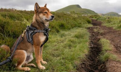 インド：ブテリンの柴犬の寄付に関する最新情報は次のとおりです。