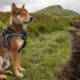 インド：ブテリンの柴犬の寄付に関する最新情報は次のとおりです。
