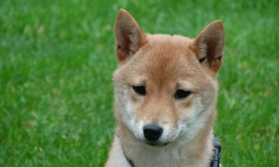 柴犬が「シットコイン」である場合、なぜ取引所はまだそれをリストしているのですか？