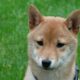柴犬が「シットコイン」である場合、なぜ取引所はまだそれをリストしているのですか？