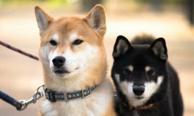 「コインベース効果」が登場し、柴犬が市場修正を行う