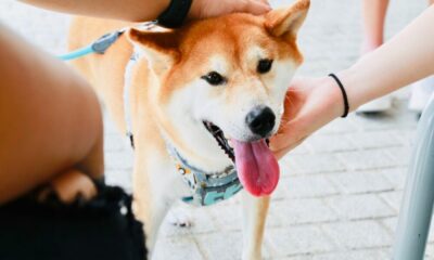 柴犬の子犬がこれらのアルトコインが眼球をつかむのをどのように助けたかは次のとおりです