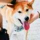 柴犬の子犬がこれらのアルトコインが眼球をつかむのをどのように助けたかは次のとおりです