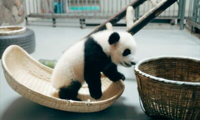 BitmainのJihanWuが、中国の暗号通貨の取り締まり後の「成長の次の段階」について話し合う