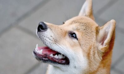 柴犬とドージコインを「直接」比較するのが不公平な理由