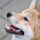 柴犬とドージコインを「直接」比較するのが不公平な理由