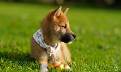柴犬に対する「新たな敬意」は、1ドルを超えるのに役立ちますか