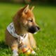 柴犬に対する「新たな敬意」は、1ドルを超えるのに役立ちますか