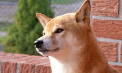 柴犬の人気は高まり続けており、インドの取引所ZebPayに最新のリストが掲載されています