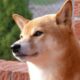 柴犬の人気は高まり続けており、インドの取引所ZebPayに最新のリストが掲載されています