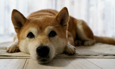 批判にもかかわらず、柴犬は作るための「ポイント」を持っているかもしれません