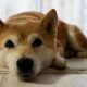 批判にもかかわらず、柴犬は作るための「ポイント」を持っているかもしれません