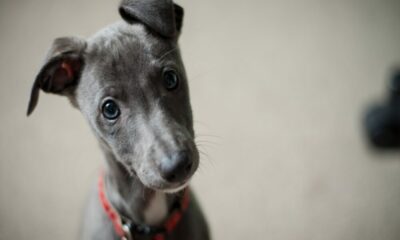 ロビンフッドはドージコイン転送でウォレットアルファを披露します、柴犬はチャンスに立ちますか