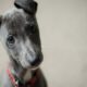 ロビンフッドはドージコイン転送でウォレットアルファを披露します、柴犬はチャンスに立ちますか