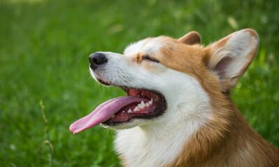インドの取引所は、市場で人気のある子犬としてDOGE、SHIBをピン留めしています