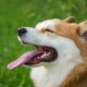 インドの取引所は、市場で人気のある子犬としてDOGE、SHIBをピン留めしています