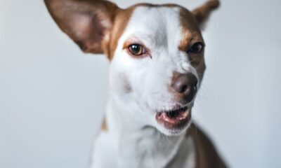 Huobiは投資家にMusk-BinanceDogecoinスパットで何が重要かを思い出させます