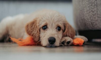 BinanceがDOGEネットワークの撤退を一時停止した後、一部の人はDOGEの御馳走を受け取ります