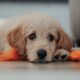 BinanceがDOGEネットワークの撤退を一時停止した後、一部の人はDOGEの御馳走を受け取ります
