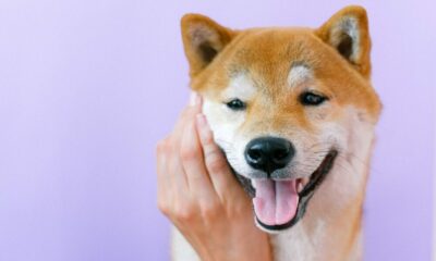 ロビンフッド、Blockchain.comが「明日柴犬をリストに載せるだけではいけない」