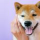 ロビンフッド、Blockchain.comが「明日柴犬をリストに載せるだけではいけない」