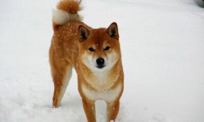ジェミニの後、クラーケンは可能なSHIBリストについて「気分が良い」可能性があります