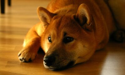SHIB-DOGEトレーディングペアをリストすることは、Binanaceにとって双方にメリットがあることが判明する可能性があります