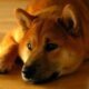 SHIB-DOGEトレーディングペアをリストすることは、Binanaceにとって双方にメリットがあることが判明する可能性があります