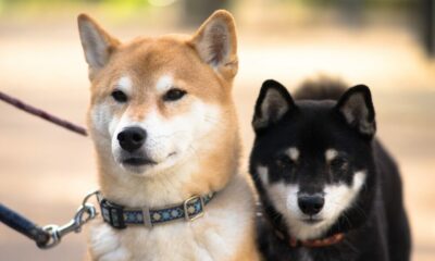 インターネット上でミームが生きている限り、柴犬、ドージコインはここにとどまります