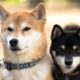 インターネット上でミームが生きている限り、柴犬、ドージコインはここにとどまります