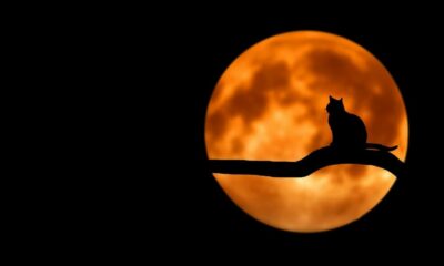 LUNAの史上最高値への上昇を後押しするテラエコシステムアップデートの提案