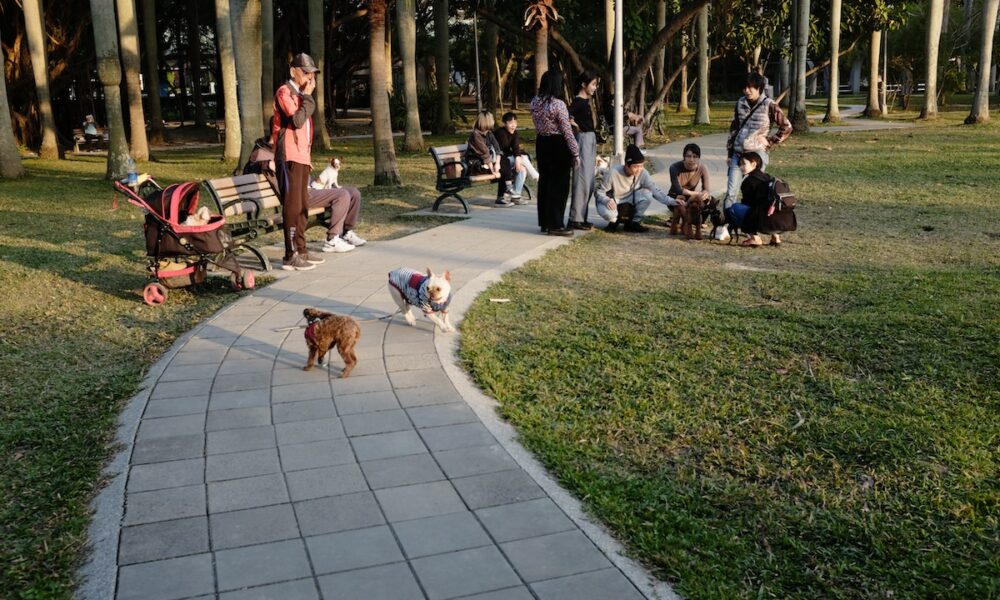 柴犬のメタバースへの最新の進出は、これまでで最も大きな吠え声になるでしょうか