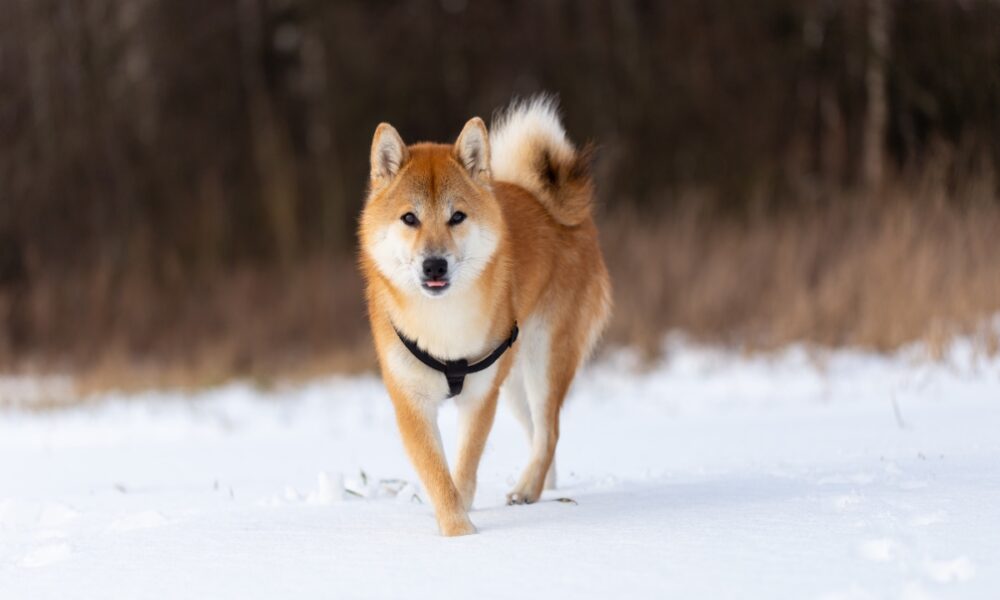 柴犬：ブラジルのFoxbitへの新規上場は投資家にとって何を意味するか